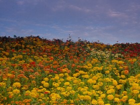 صور من ابداع اعضاء عمان فوتو