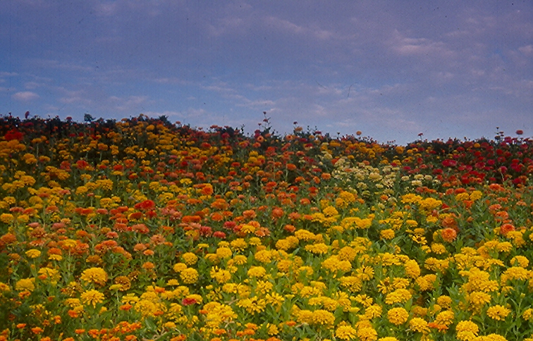 صور من ابداع اعضاء عمان فوتو