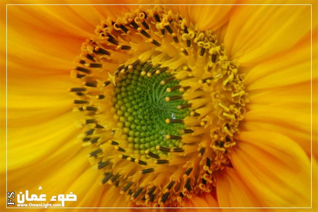 صور من ابداع اعضاء عمان فوتو