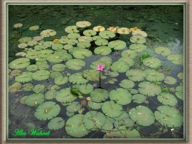 صور من ابداع اعضاء عمان فوتو