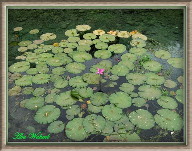 صور من ابداع اعضاء عمان فوتو