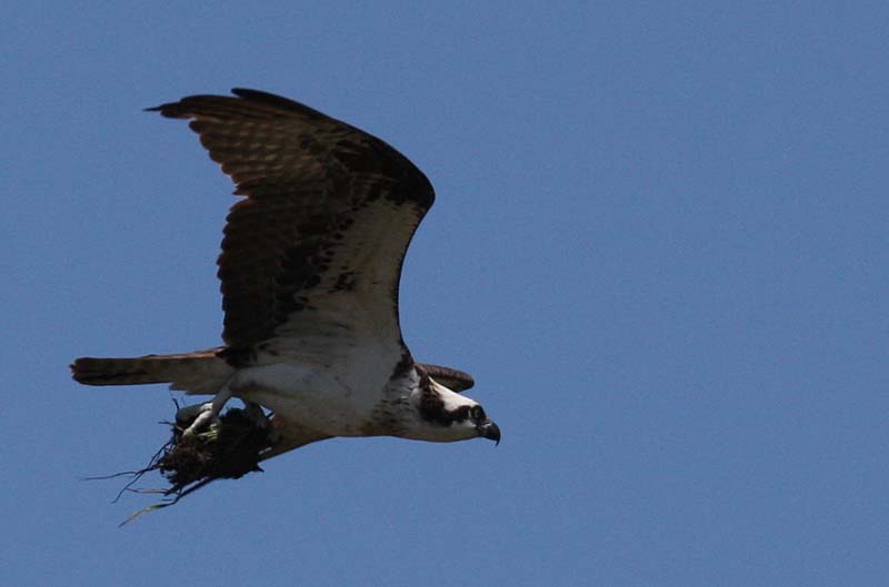 صور منوعة من الإنترنت