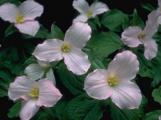 PTBL0102