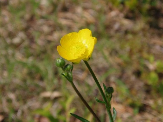 زهرة