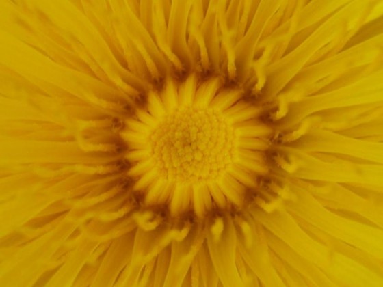زهرة