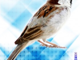 صور من ابداع اعضاء عمان فوتو