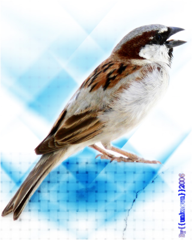 صور من ابداع اعضاء عمان فوتو