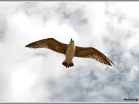 صور من ابداع اعضاء عمان فوتو