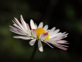صور منوعة من الإنترنت