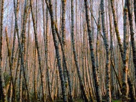 w6w20060429013114741f67dd_1_