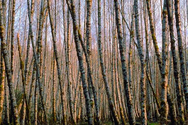 w6w20060429013114741f67dd_1_