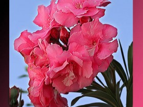 صور من ابداع اعضاء عمان فوتو