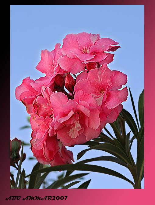 صور من ابداع اعضاء عمان فوتو