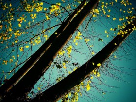 abstract_nature_by_tangleduptight
