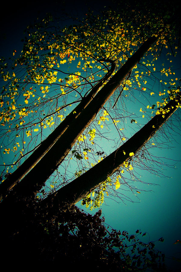 abstract_nature_by_tangleduptight
