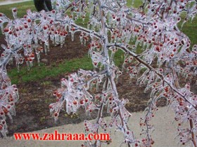 frozen_cherry_004-2_1_