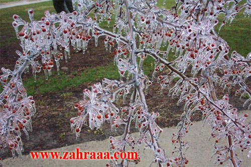 frozen_cherry_004-2_1_