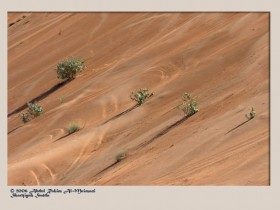 صور من ابداع اعضاء عمان فوتو