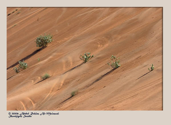 صور من ابداع اعضاء عمان فوتو