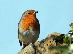 صور منوعة من الإنترنت