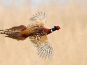 صور منوعة من الإنترنت