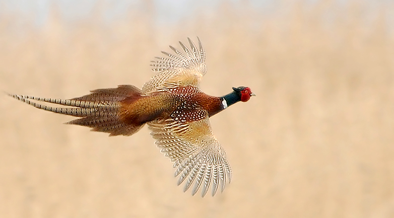 صور منوعة من الإنترنت