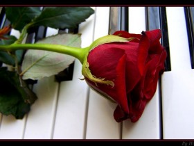 Rose_On_Piano_by_yhdenenkelinunelma