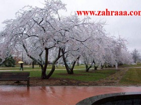 frozen_cherry_002-2_1_