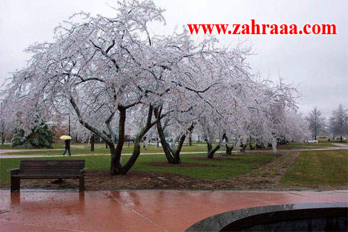 frozen_cherry_002-2_1_