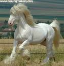 خيل