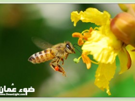 صور من ابداع اعضاء عمان فوتو