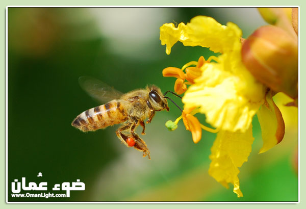 صور من ابداع اعضاء عمان فوتو