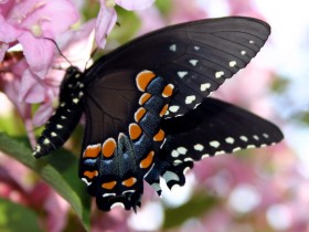 Butterfly_by_ThisFallingLovex