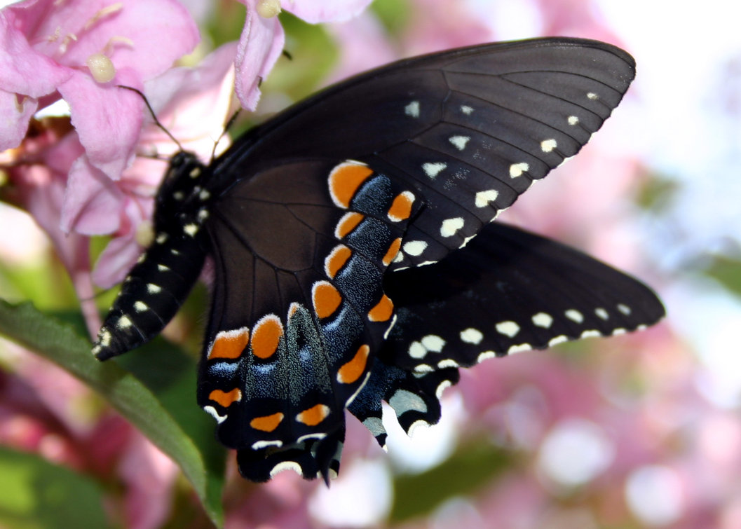 Butterfly_by_ThisFallingLovex