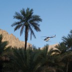 2011 رش النخيل