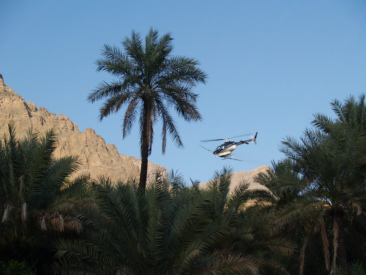 2011 رش النخيل