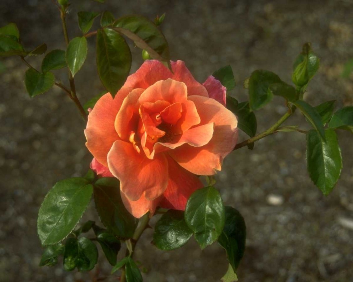 PTBL0139