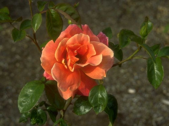 PTBL0139