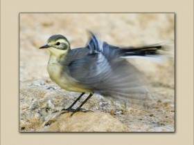 صور من ابداع اعضاء عمان فوتو