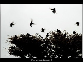صور من ابداع اعضاء عمان فوتو