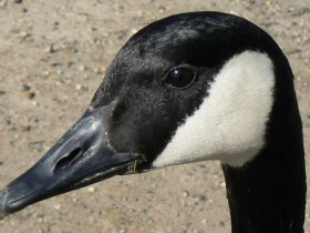 صور منوعة من الإنترنت