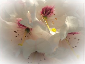 صور منوعة من الإنترنت