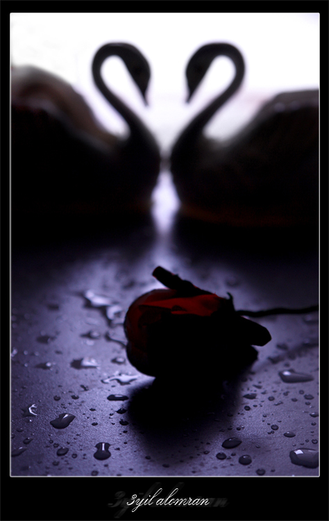 wardt_al7ab_8_