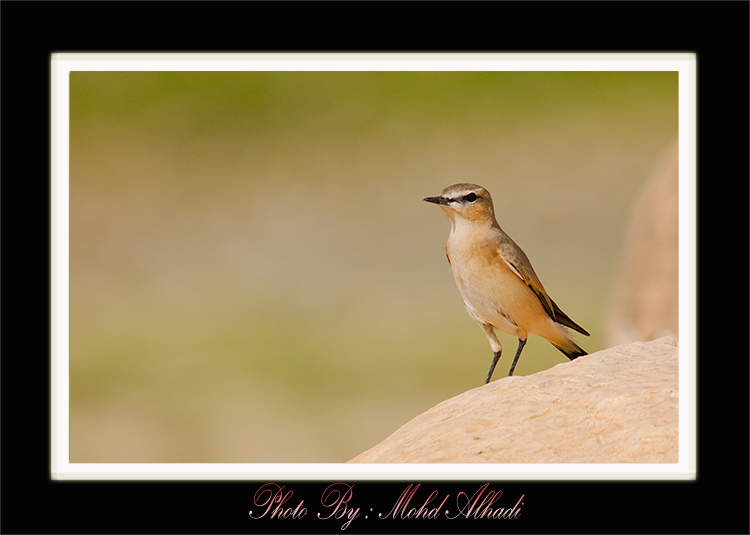 صور من ابداع اعضاء عمان فوتو