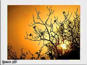 صور من ابداع اعضاء عمان فوتو