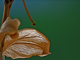 صور من ابداع اعضاء عمان فوتو