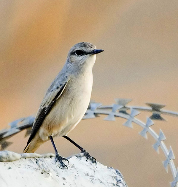 صور من ابداع اعضاء عمان فوتو