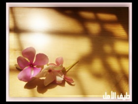 صور من ابداع اعضاء عمان فوتو