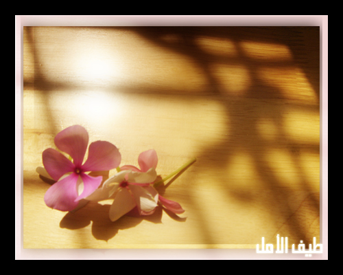 صور من ابداع اعضاء عمان فوتو