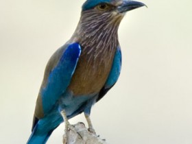 صور من ابداع اعضاء عمان فوتو